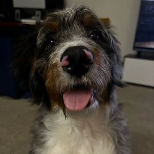 Meet your Posher, Olive